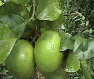 Imagen Naranjas verdes